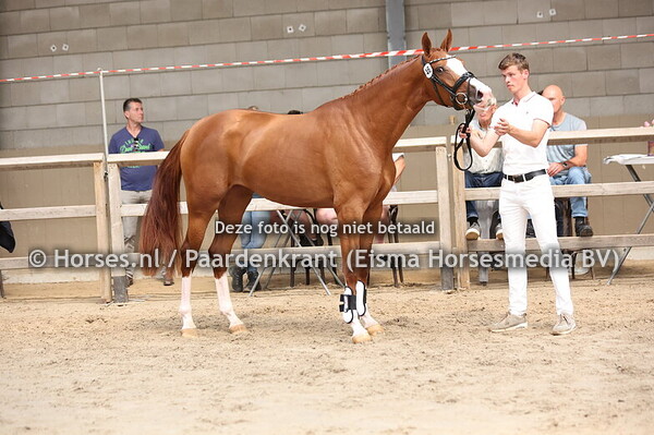 46 Saluta ES (Sezuan x Passionata v.Stedfinger)