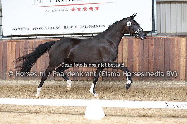 12 Shakira Stuifakker (Le Formidable x Jurona v. Charmeur)
