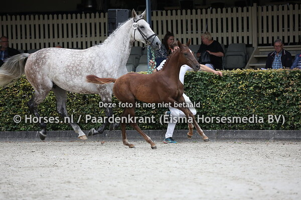 132 Ozuma CLK (Illusion x Himalaya v. Baltic VDL)