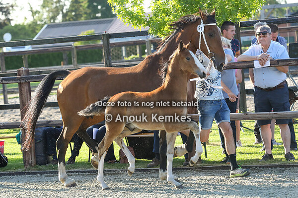 91 - Valentino ( Olympus HS x Manno )