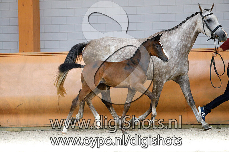 Navita v. Cornet Obolensky