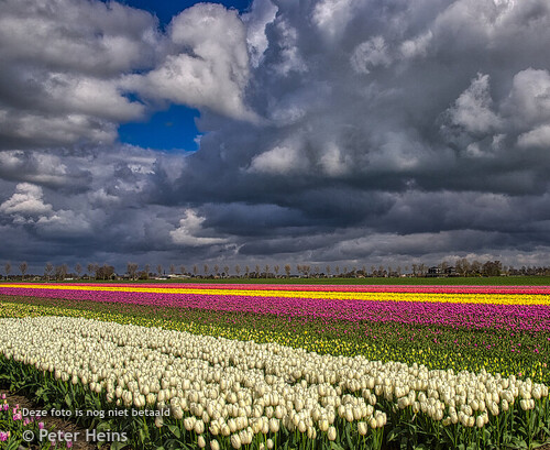 TULPEN_HOFLAND_OBDAM