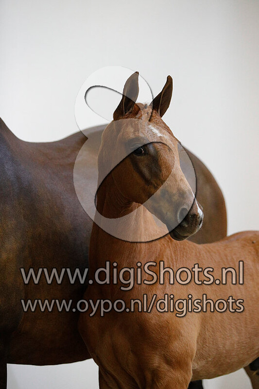 Oliviero B v. Imposantos