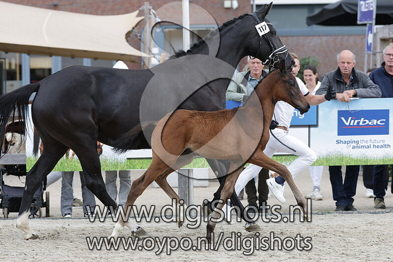 Viva Play v. Viva Gold