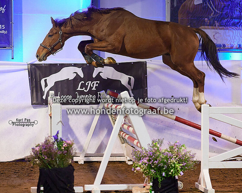 3 Jaar - Merries, Hengsten en Ruinen