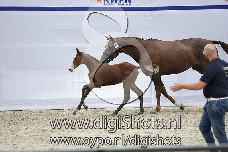 Vicky Banda VDL v. Baltic VDL