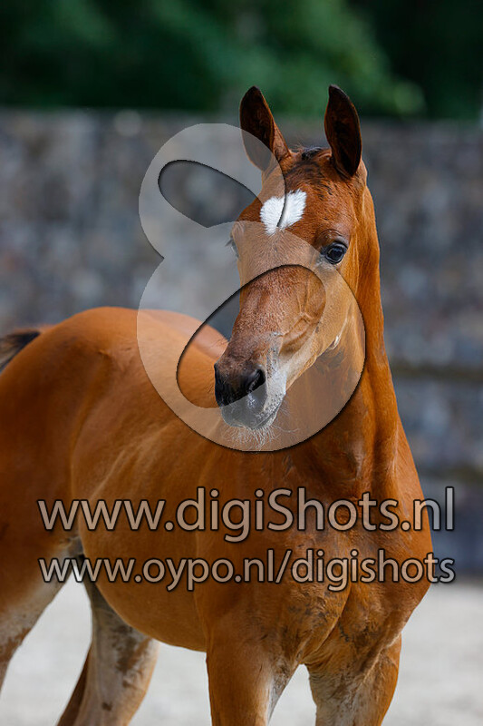 Roller Coaster v. Valdiviani