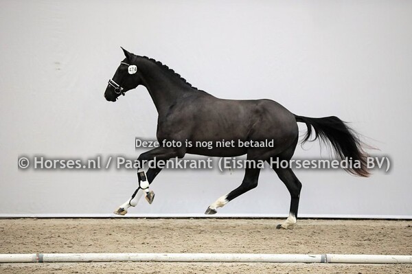 474 No Fear (I am Perfect STH x Wabiola v. Montecristo)
