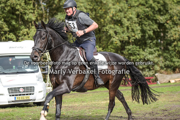 B paarden zonder dressuur