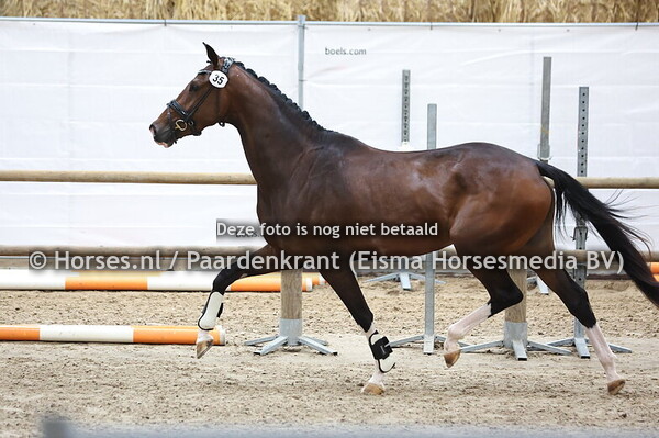 35 Stella (Jameson RS2 x Gisele v. Jazz)