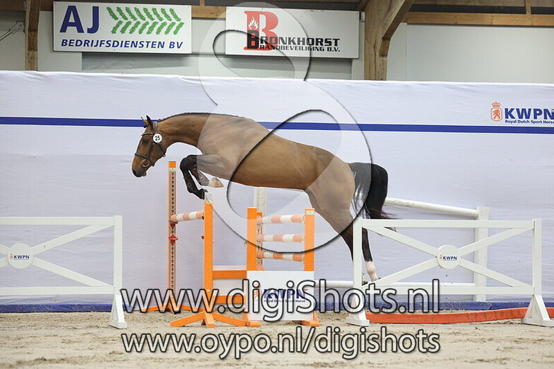 Titanium Blue van t Hunzehof SB