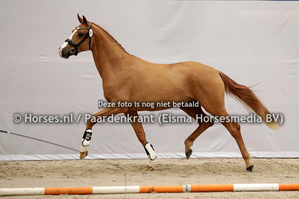501 Radetzky (Sir Doinnerhall x Iris v, Apache)