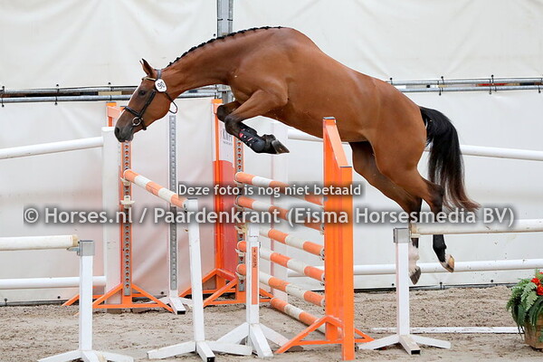 90 Lanesse (Grand Slam x Baronesse v. Silverstone)