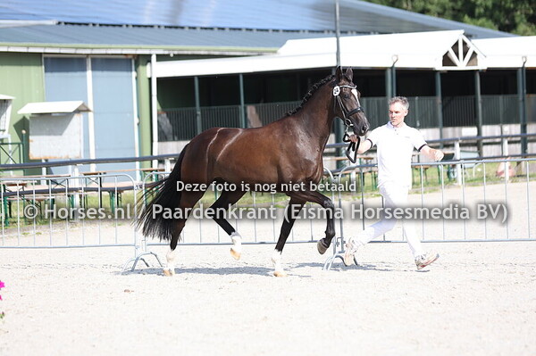 23 SHINE DE JEU (REVOLUTION x DAHLIE V. DONNERHALL)