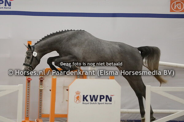 71 Romantico (Grandorado TN x Madame Cornet)