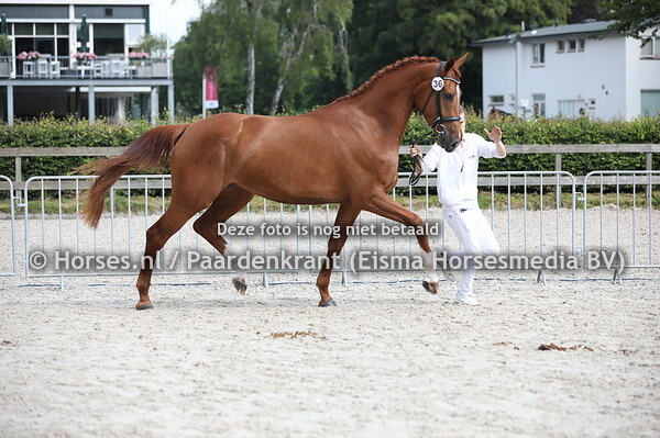 36 Labello TC (Don Tango x Tiffany's Monday v. Osmium)