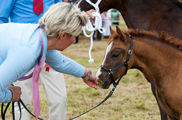 Internationale Show Vrouwenpolder