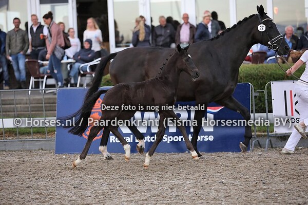 27 Ocean4 (Totilas x Juulia v. Everdale) (1)