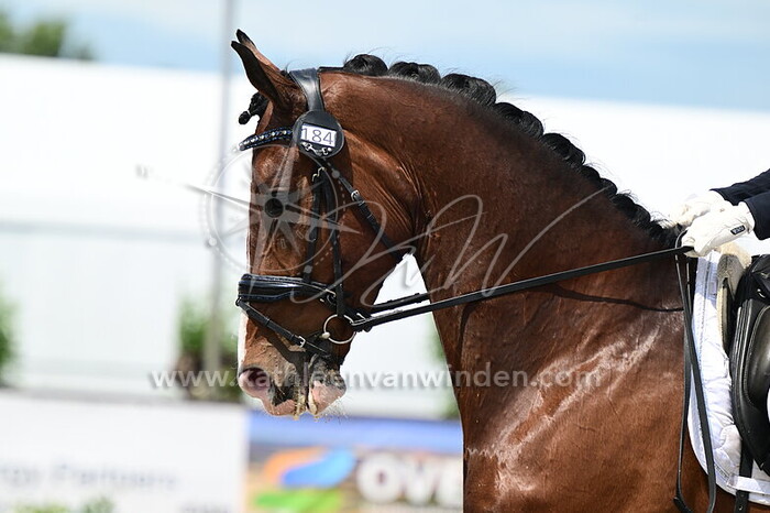 Lotte Mulder - Majesteitvan de Stokhorst