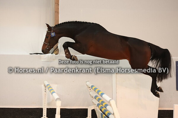 2 Kraken Plappecourt Z (Kassander van't Roosakker x Connor)