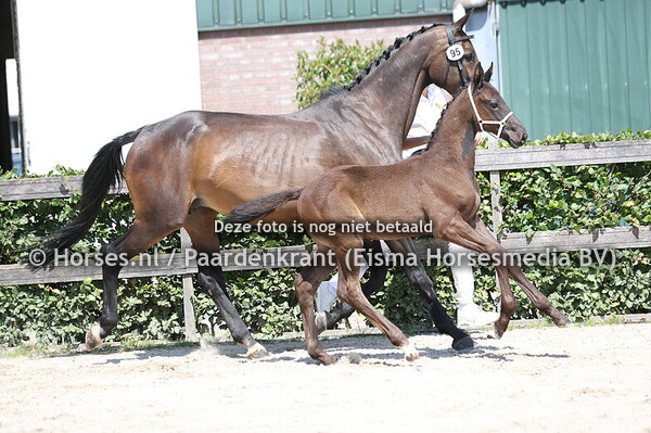 95 Vrolijke Vriend (One Million x Fay v. Gribaldi)