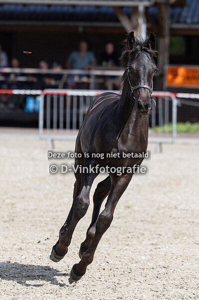 42. Deere van Wagensveld