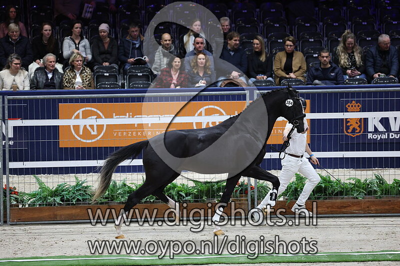 Showtime W v. Jameson RS2