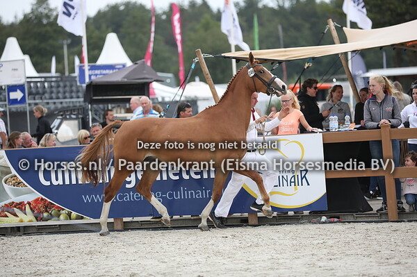 249 Kimberley (Koss x Michaella v. Wellington)