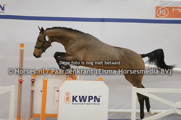 27 Chacasall VDH (Chacco Blue x Arika v. Cormint)