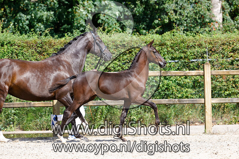 Rolucienne STMT v. Bordeaux