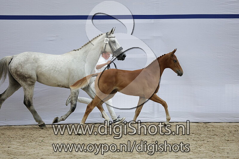 Viva la Baltic MM v. Baltic VDL