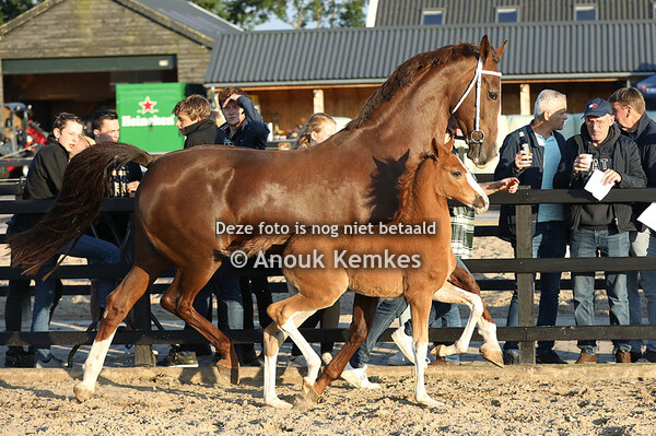 Ufira ( Olympus HS x Saffraan )