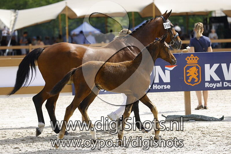 Torvald v. Mauro Turfhorst