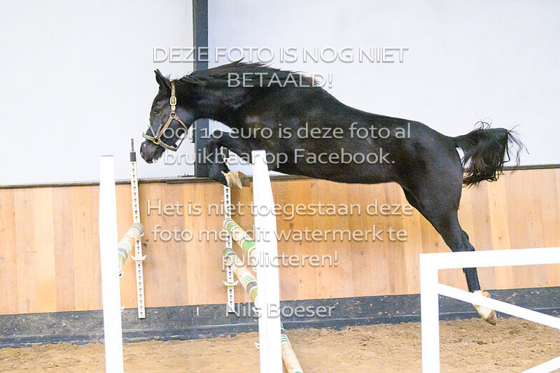 Paard_21
