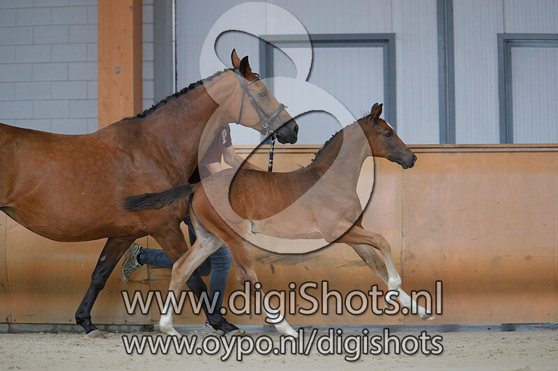 Olivia VDH v. Harley VDL