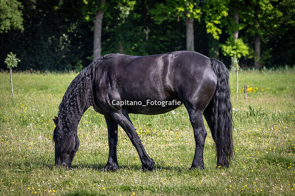 Start weide seizoen mei 2025
