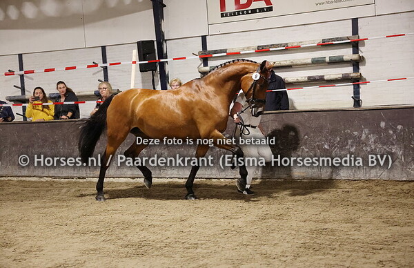 9 Garonette V (Indoctro x Caronette v. Up to Date)