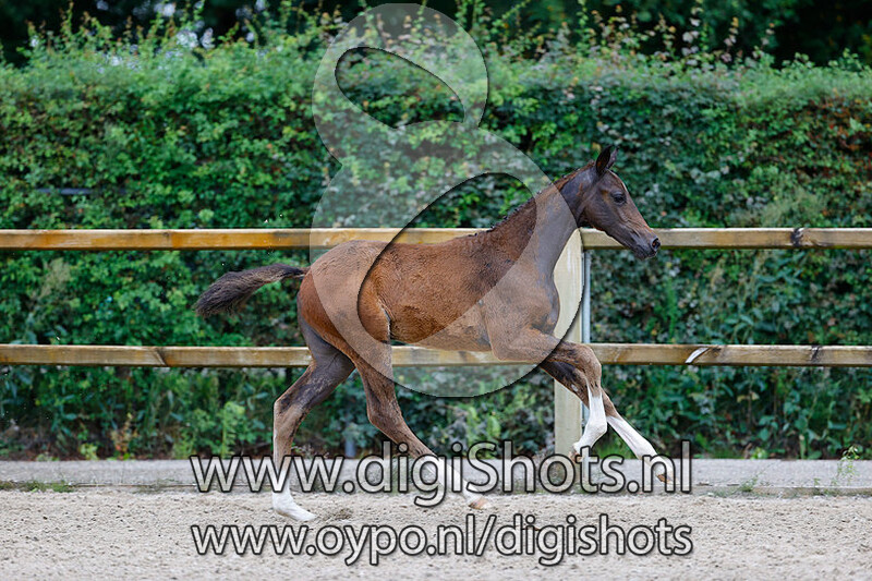 Rigolette v. Fontaine TN