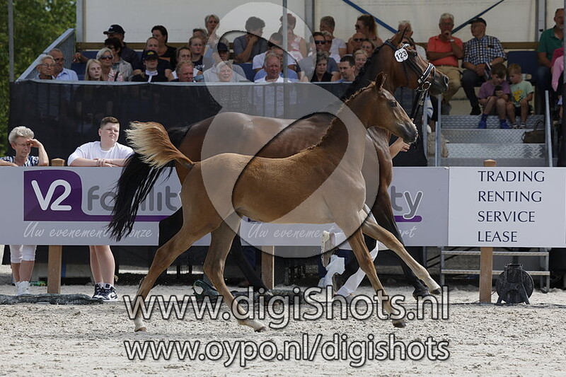 Toptrichta van de Westen v. Lord Romantic