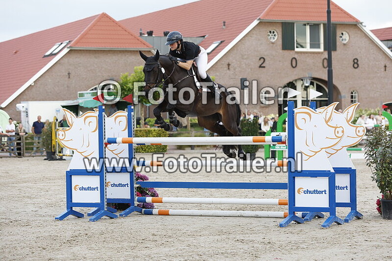 presentation auction horses