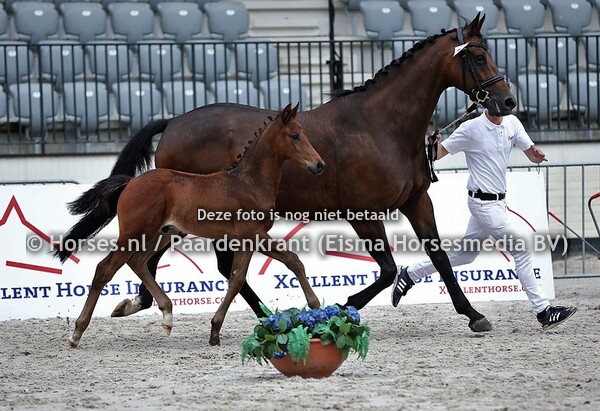 20 Oswin H (Desperado x Berenice v. Jazz)