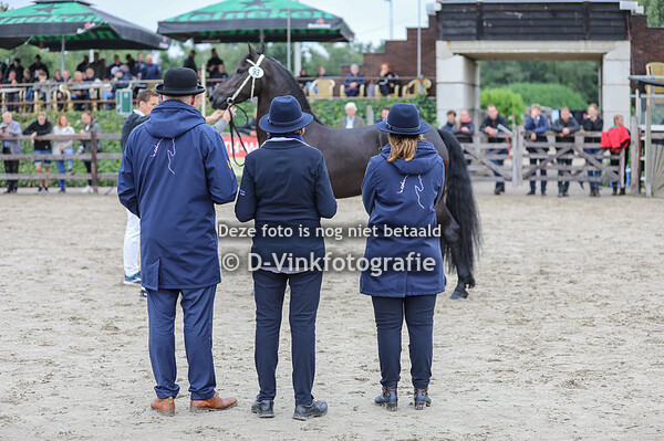 Rubriek 6b 3 jarige veulenboekmerries