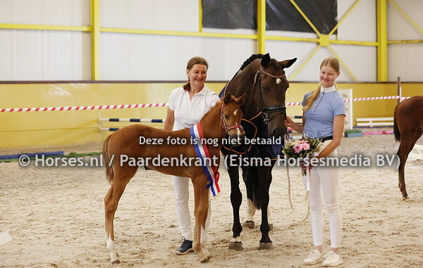 31 Ultrastrade (New Pleasure x Lastrade v. Balou du Rouet)