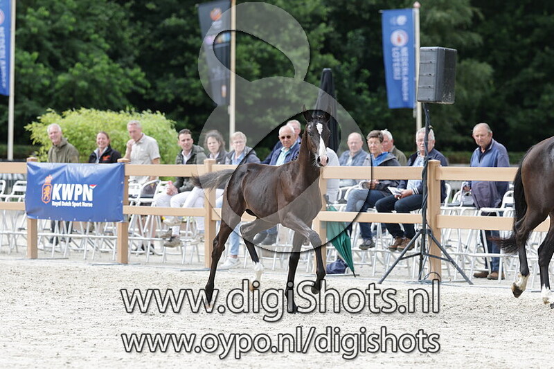 Vashti v. Extreme US