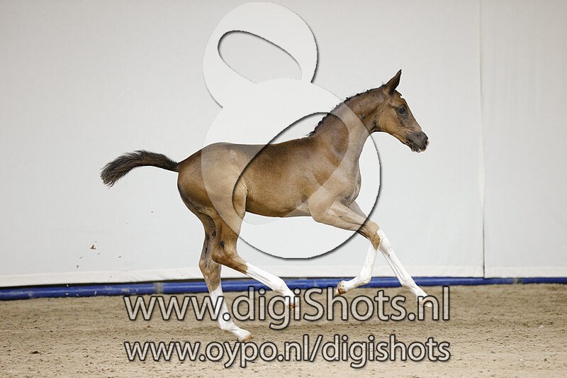 Por Ferrero Dansa v. For Ferrero