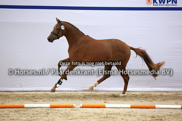 328  Dutch Dream x Tango)