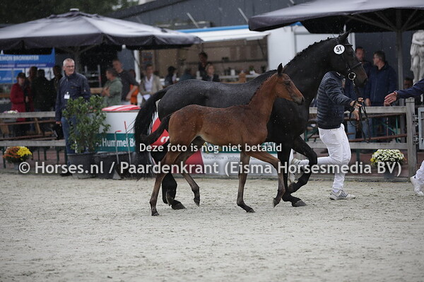 51 Pimiro (Lantanas x Vimira v. Gribaldi)