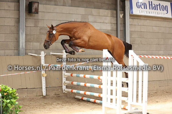 7 Sarabella (Mindset ES x Barbabella des Terdrix v.Indoctro)