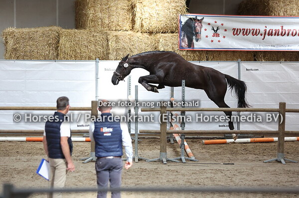 25 Suberlina (Elvis ter Putte x Cuberlina v. Quidam de Revel)