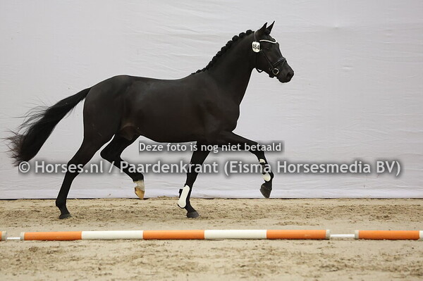 464 (Neil x Desperados) (1)